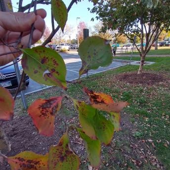 Cornus Florida leaf